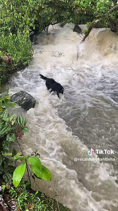 O cão entrou na água para se refrescar.