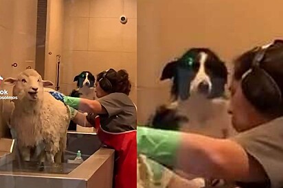 O border collie tomando banho junto com a ovelha no pet shop.