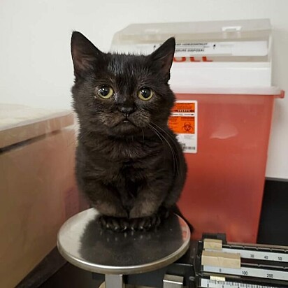 Gatinho Ozzy, baixinho e tão fofo. Foi descoberto através de exames que ele é um gato anão.
