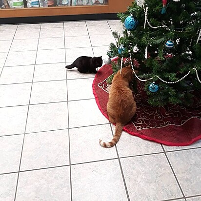 Gatinho Ozzy e Yellow Cat brincando na árvore. É possível perceber a diferença de tamanho dele para um gato de estatura normal.