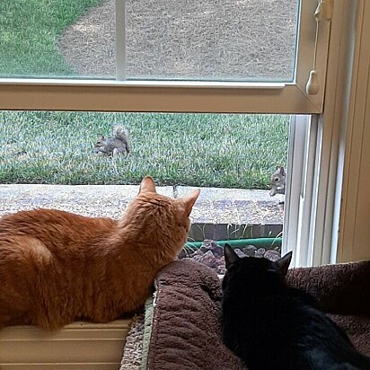 Gatinho Ozzy e Yellow Cat observando esquilos