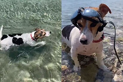 Cookie é uma cachorrinha da raça jack russel apaixonada por praia.