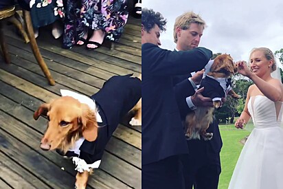 O cachorro roubou a cena no casamento.