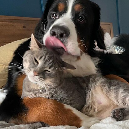O cachorro Theodore dando beijos no gato.
