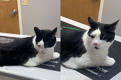 Tutora foi surpreendida com diagnostico em gato. 