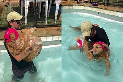 Golden retriever com paralisia é levada para brincar na piscina com seus aumigos.
