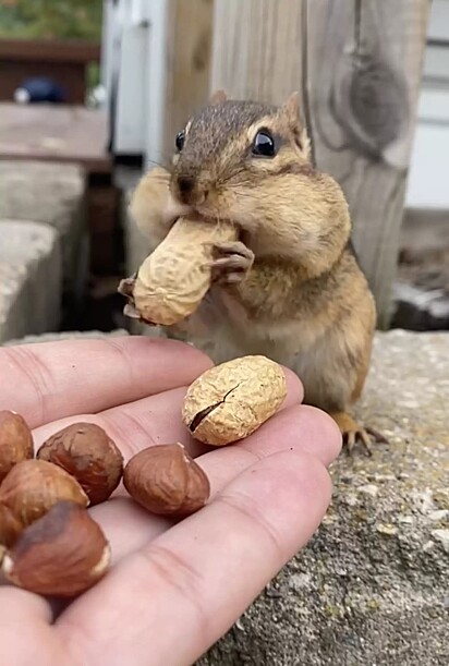 Ele começou a oferecer sementes para os esquilos.