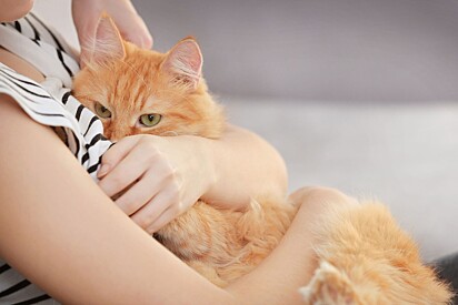Veja dicas para abraçar e dar carinho para seu gato. 