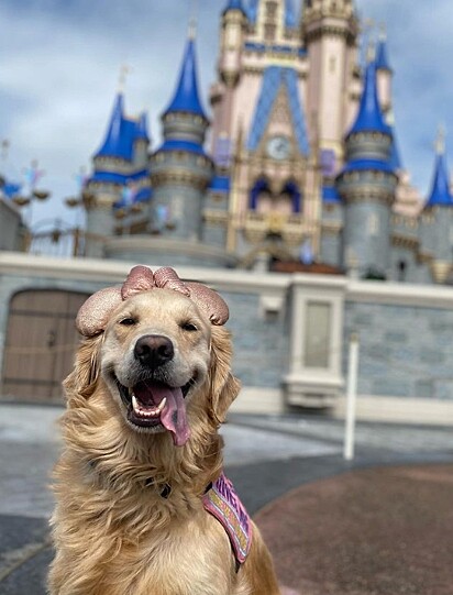 O passeio preferido de Nala é para o parque da Disney.