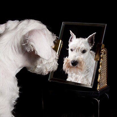 Cachorro se reconhece ao se ver no espelho?