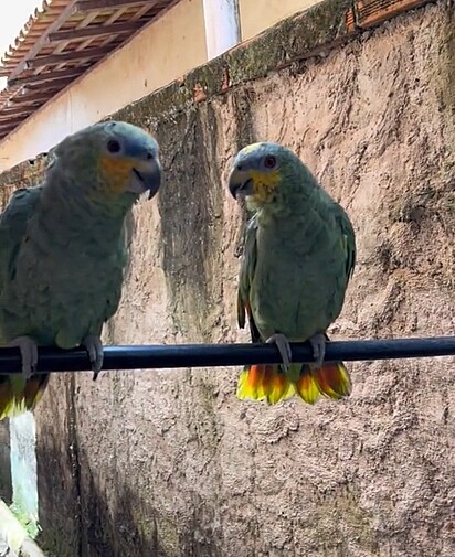 A dupla de papagaios foi filmada cantando uma música da cantora Joelma.