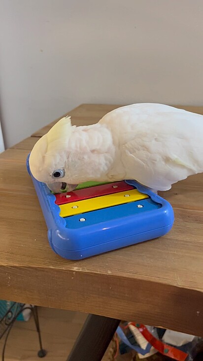 A ave ama tocar no seu teclado de brinquedo.