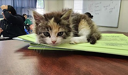 A aluna levou o gatinho para a faculdade porque não tinha encontrado ninguém para cuidar dele em casa.