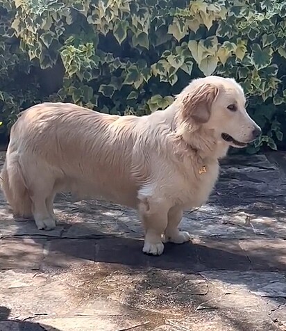 Toby, um cachorro mistura de golden retriever com corgi.