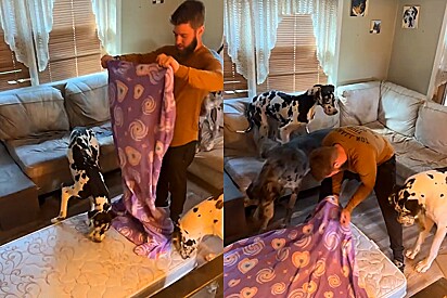 Homem tenta estender lençol em colchão, mas seus três cães da raça dogue alemão não deixam.