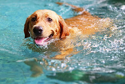 Goldens e Labradores são conhecidos por sua paixão por nadar.