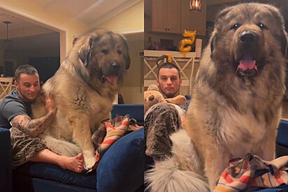 Conheça Yogi, um cachorro tão grande que chega a ser confundido com um urso.