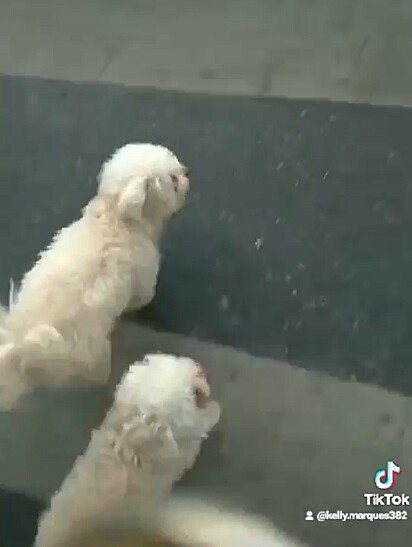 Os poodles atravessando a rua.