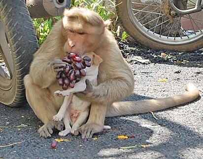 O macaco passou a alimentar o cachorro. 