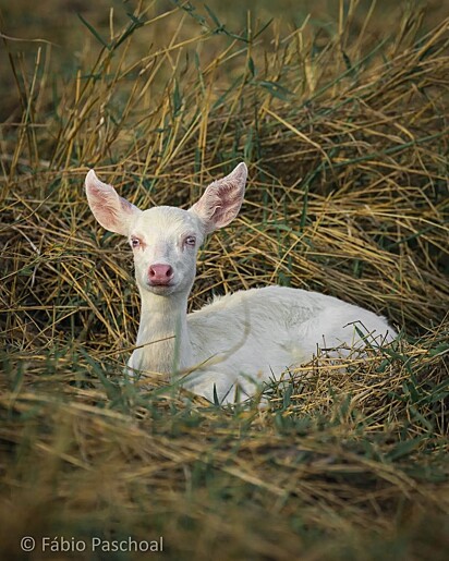 O animal que Fábio registrou foi o veado-campeiro albino.