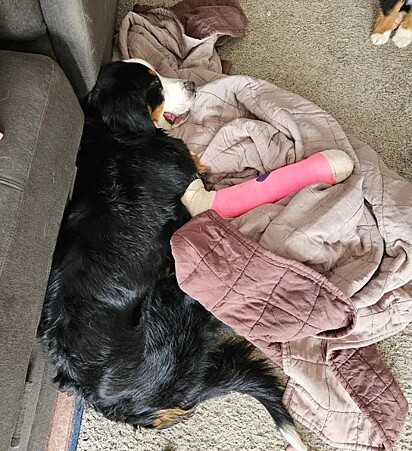 A cadela estava abaixo do peso e com uma pata quebrada.