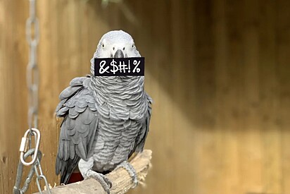 Papagaios ‘desbocados’ são afastados de grupo por ensinar palavrões às outras aves.