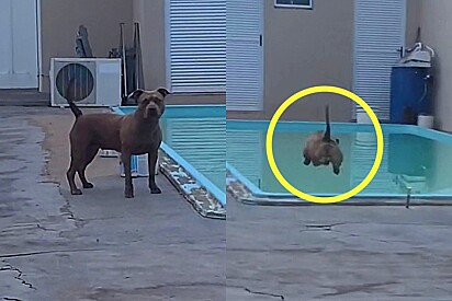 Pitbull, que adora piscina, só entra na água com uma condição. 