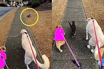 Gato do vizinho aguarda todos os dias os amigos caninos passarem em frente à sua casa para acompanhá-los no passeio.