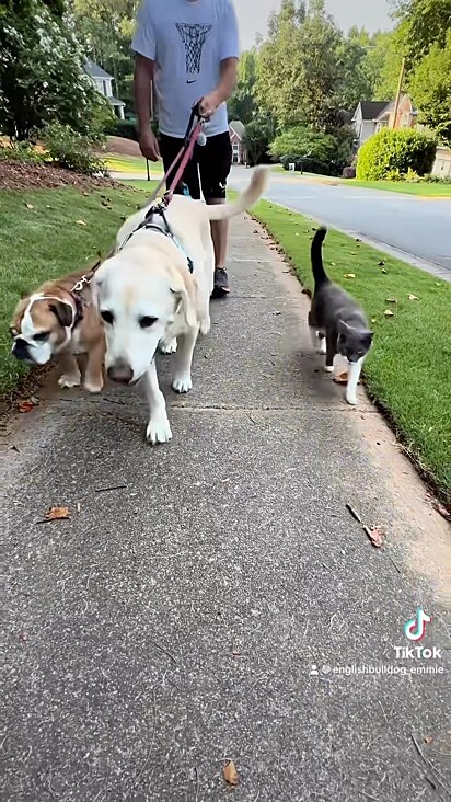O gatinho acompanhando os cães no passeio.
