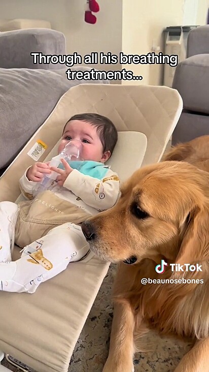 O golden retriever ao lado do bebê. O cachorro tem medo do nebulizador, mas, mesmo assim, fica ao lado da criança.