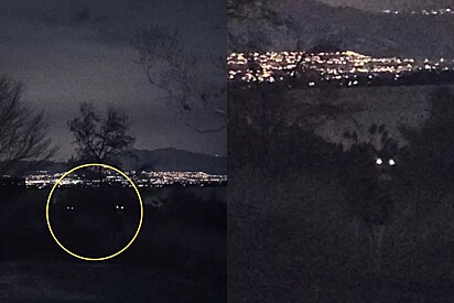 Durante buscas noturnas por gato desaparecido, fotógrafo fica cara a cara com quatro olhos brilhantes: Assustador