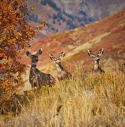 Um grupo de cervos-mula, publicado no Instagram de Jeff.