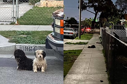 Abandonados, cães se recusam a sair do último local onde viram sua família.