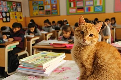 Gato de rua invade sala de aula, é adotado por escola e aumenta produtividade de alunos.