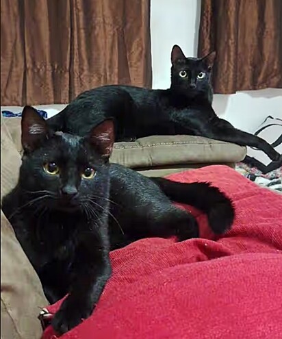Pretinha e Café, dois gatos pretos.