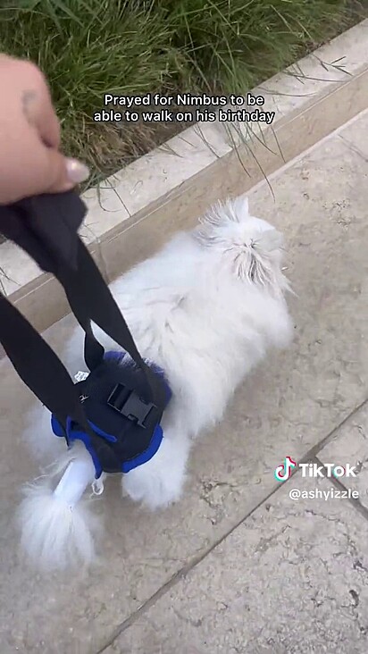 O cão não precisa mais de ajuda para caminhar.