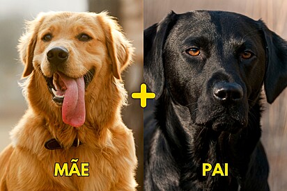 Babi é uma cachorrinha cujo a mãe é uma Golden retriever e o pai um Labrador Retriever.