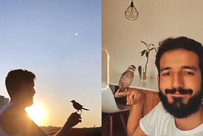 Músico brasileiro que fez amizade emocionante com sabiá dá o último adeus à ave