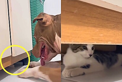 Pitbull toma atitude ao pereceber que gatinha se escondeu embaixo do roupeiro.