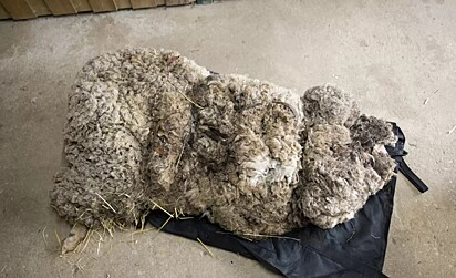 Foi removido cerca de 88 kg de lã da ovelha.