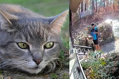 Entregador faz amizade com gato de cliente - mas certo dia, ele não o encontrou e câmera revela o inesperado.