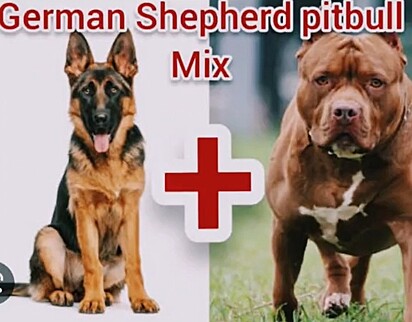 O cachorro da internauta Nevada é uma misturas das raças pastor alemão e pitbull.