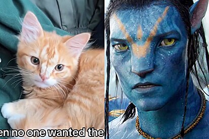 O felino foi comparado com os personagens do filme Avatar de 2009.