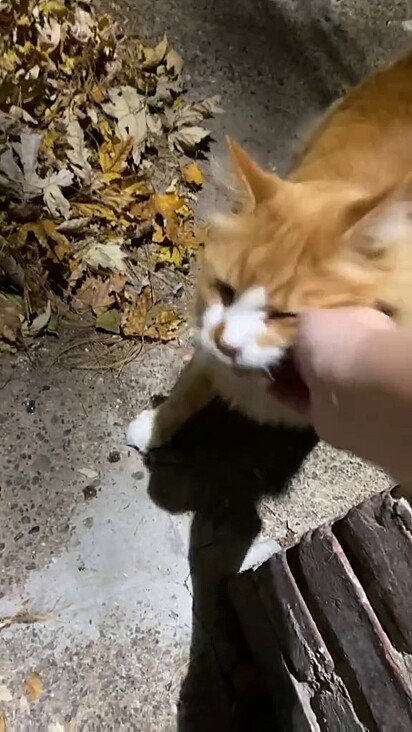 Gato laranja recendo carinho