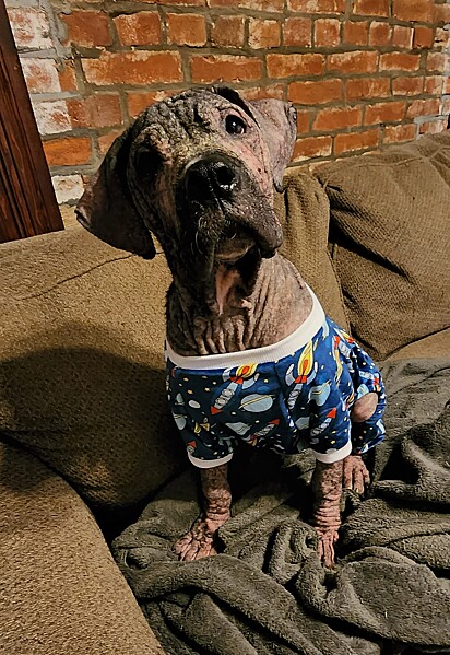 Durante o tratamento, o cachorro precisou usar pijamas para evitar novas feridas e sangramentos.