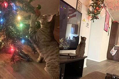 Árvore de Natal é presa do teto para ficar protegida de gato, mas pet encara como um desafio