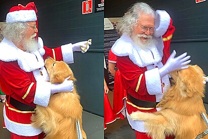 Golden retriever não se conteve e roubou o gorro do Papai Noel, fazendo sua dona rir nervosamente.
