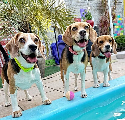 Benja, Bibi e Bela, os três beagles de Léo.