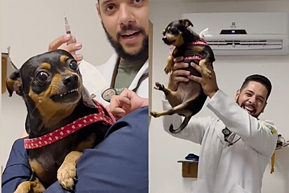 Estudante de medicina veterinária comemora após finalmente conseguir fazer vacina em pinscher