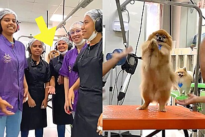 Cachorrinha é flagrado dançando junto com funcionárias de pet shop.